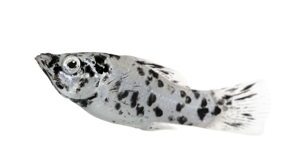 Dalmatian Molly fish