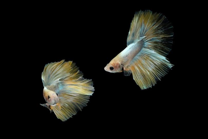 dancing golden halfmoon rosetail marble grizzle betta_Macro stud_shutterstock