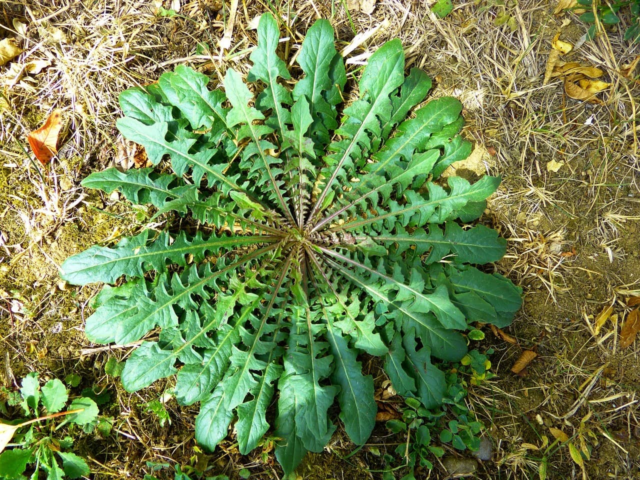 dandelion greens plant
