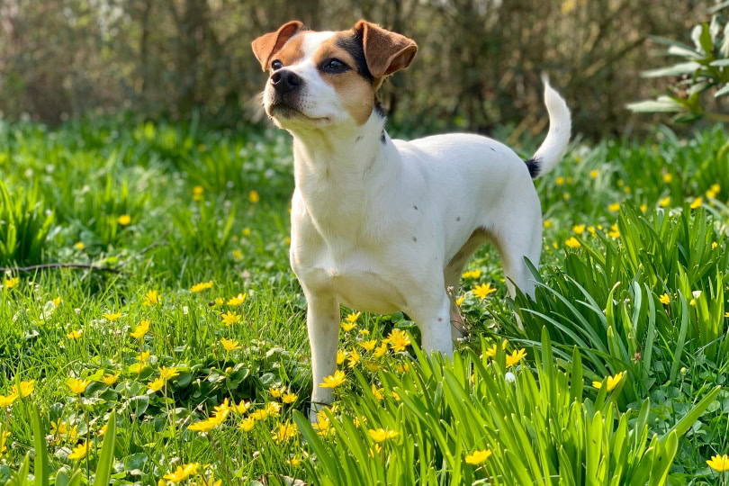 danish swedish farm dog_Kewalin Madsen_Shutterstock