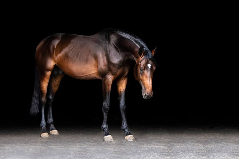 dark-bay-warm-blood-bay-horse_ashkabe_shutterstock
