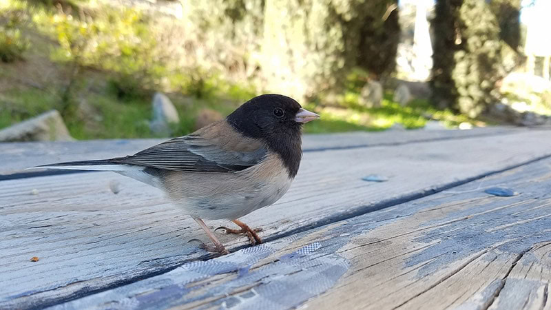 dark-eyed junco bird on a wooden platform