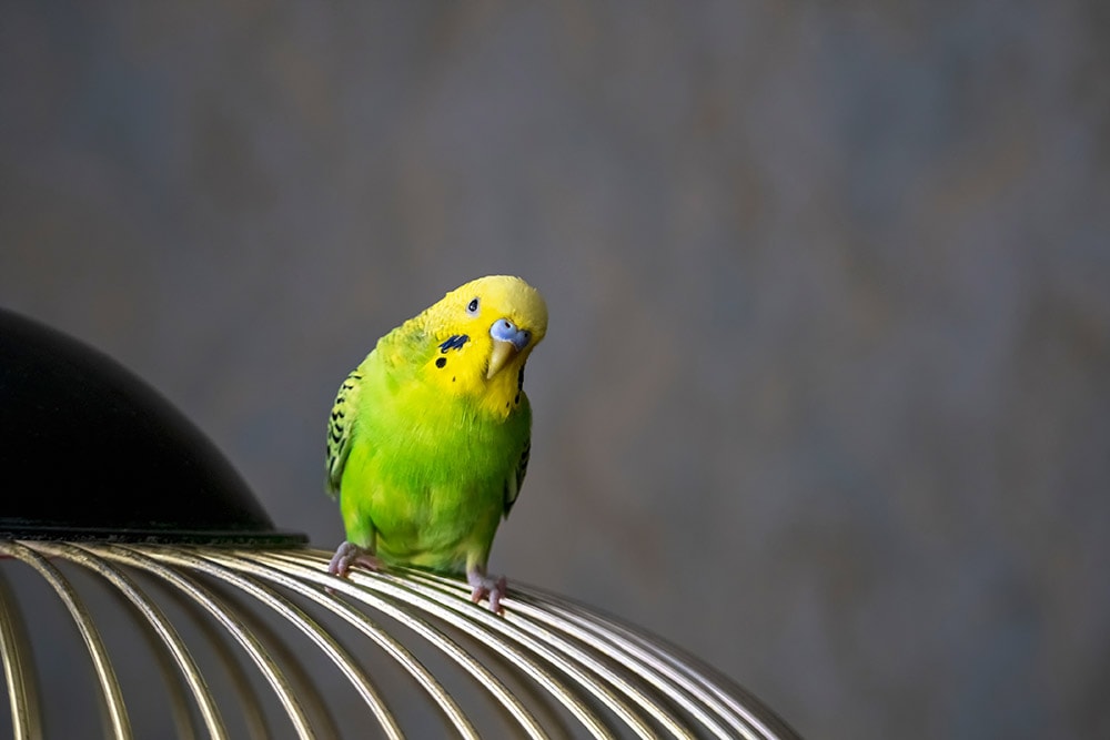 dark green budgie on top of the cage