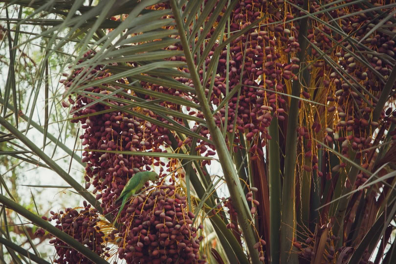 date palm plant