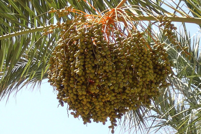 date palm plant