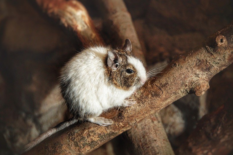 degu climbing on a branch