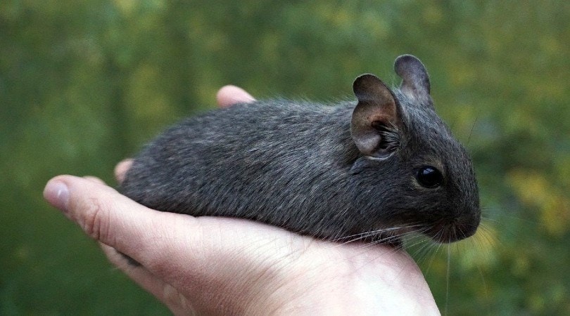 degu rat