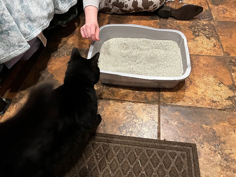 deja thoris looking at dr. elsey’s ultra cat litter
