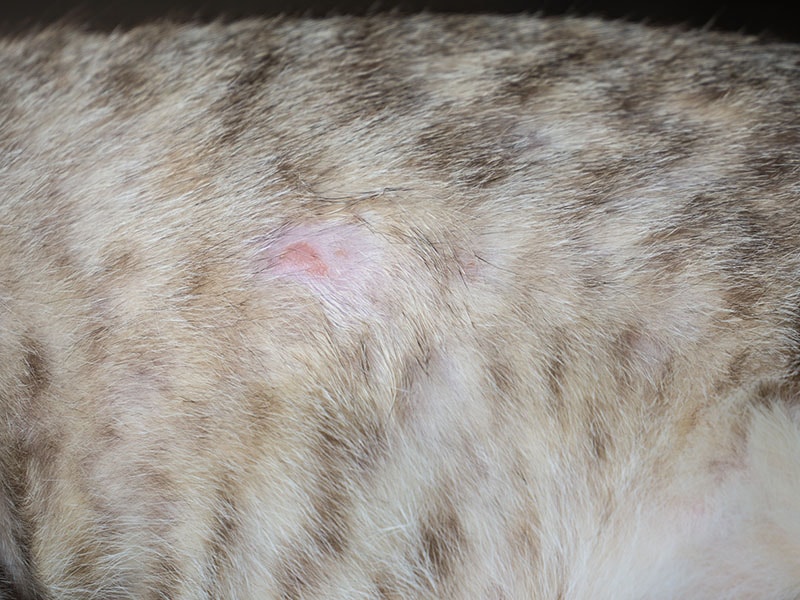 dermatitis in cats