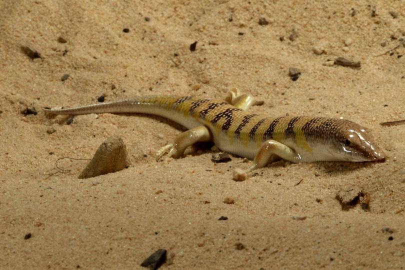 desert sandfish