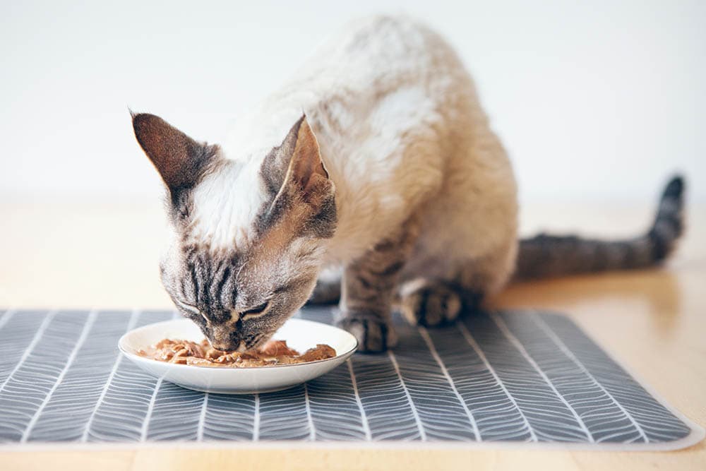 devon rex eating