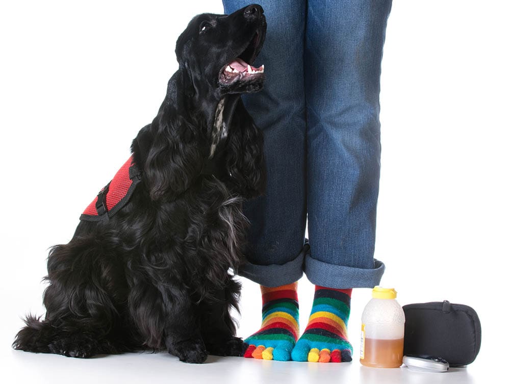 diabetic alert dog