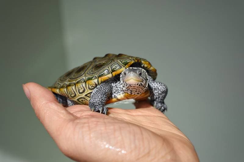 diamondback terrapin turtle
