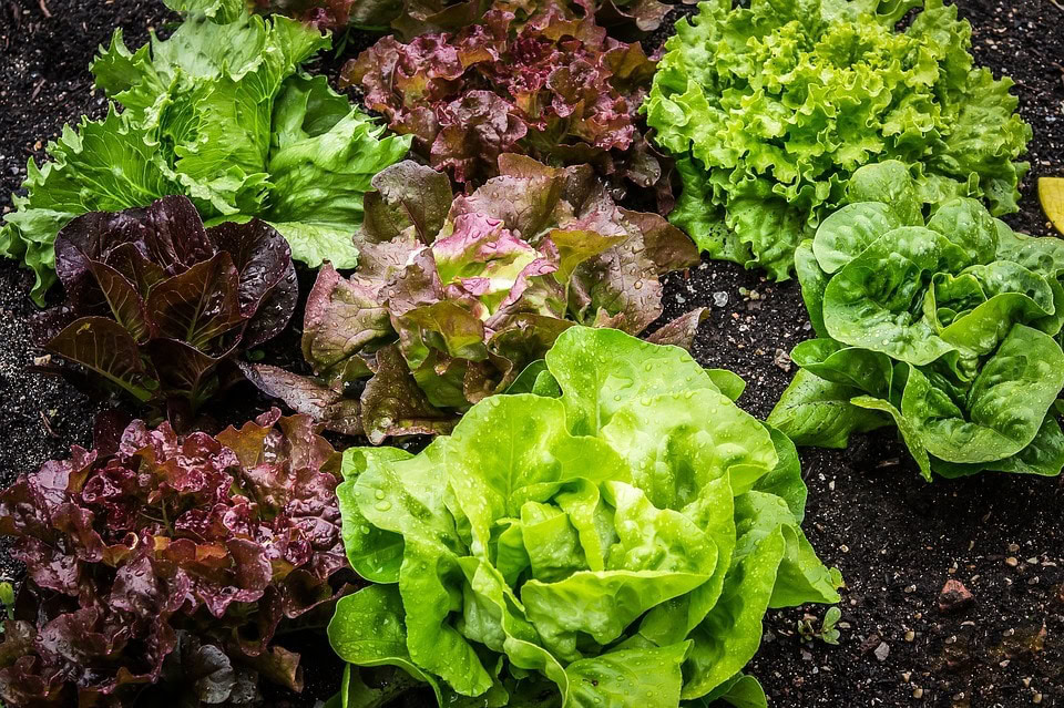 different lettuce plants