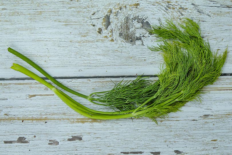 dill spice on a wooden background