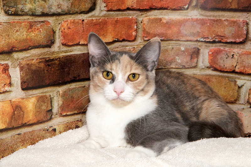 dilute calico cat lying
