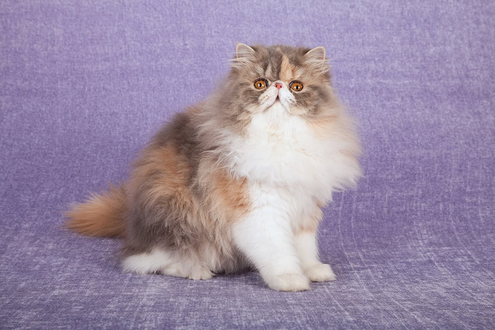 Dilute calico Persian cat
