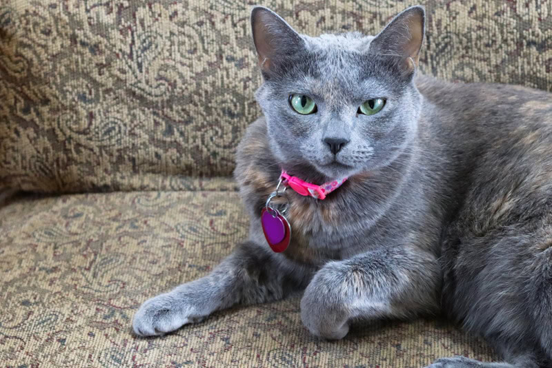 Dilute Tortoiseshell Cat lying