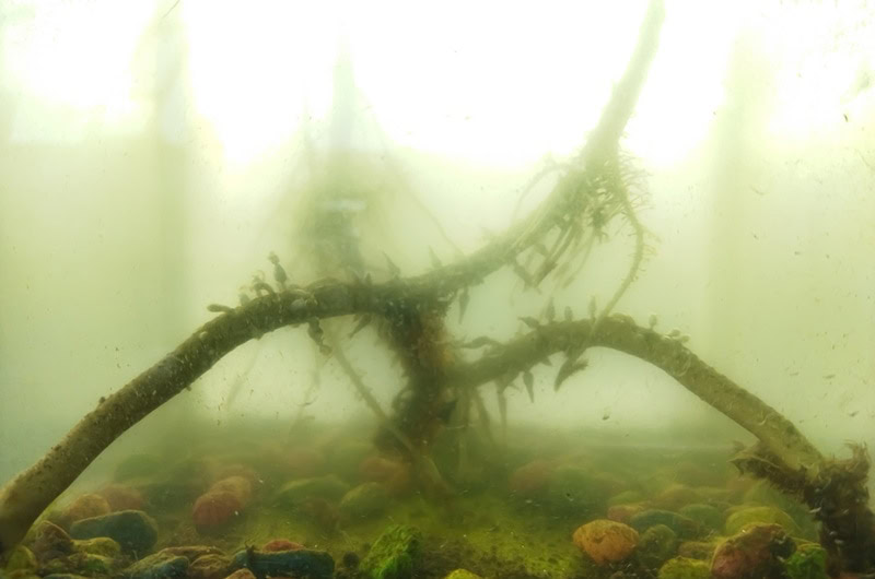dirty aquarium