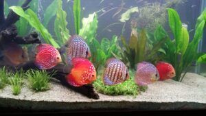 discus fish school
