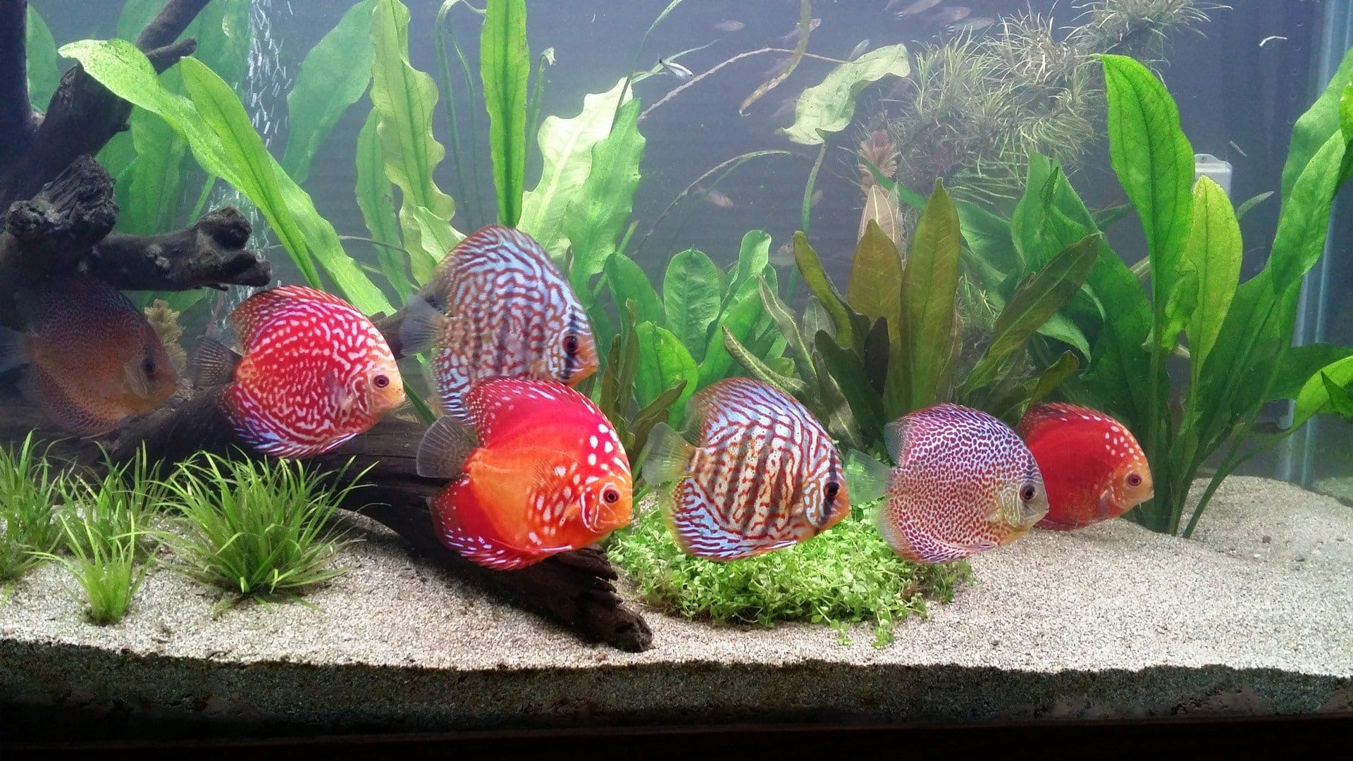 discus fish school