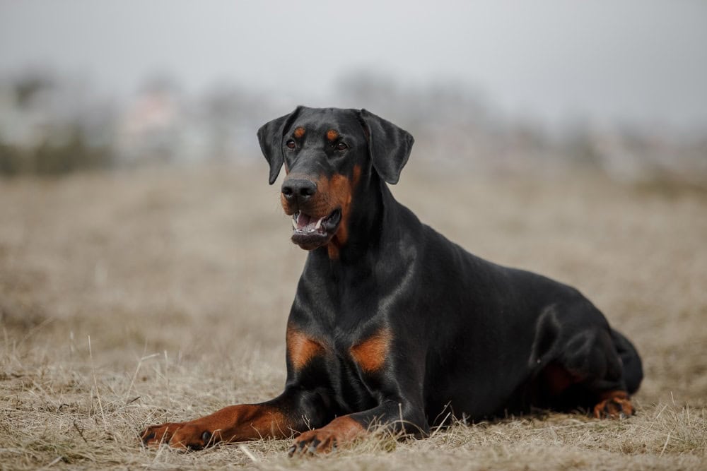 doberman-dog-in-late-autumn