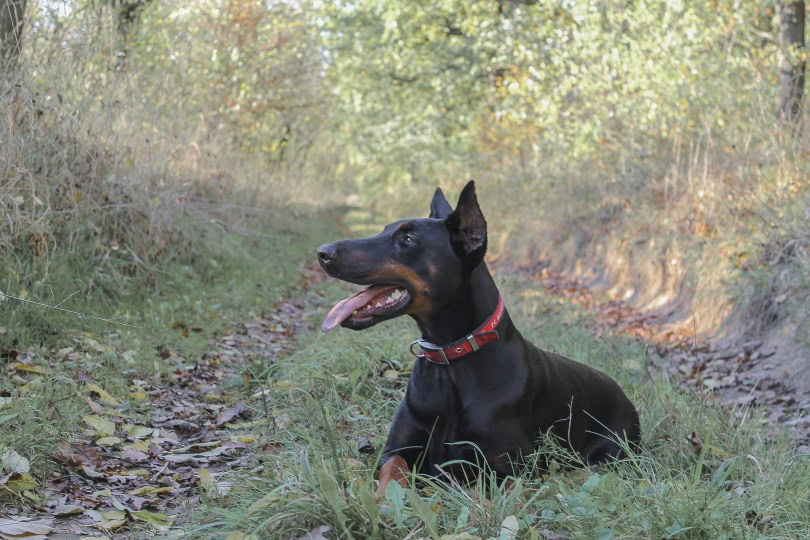 doberman dog lying on grass