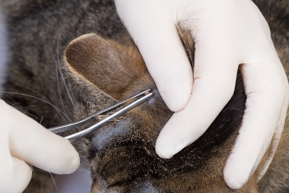 doctor removes tick from a cat with tweezers and gloves