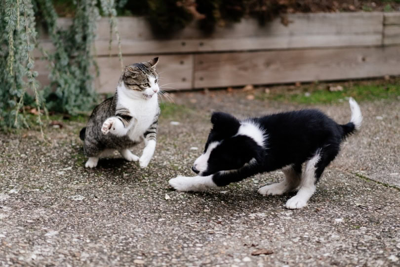 dog and cat fighting