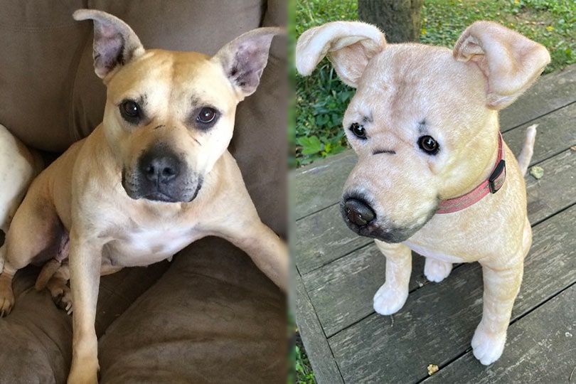 dog and its cuddle clone