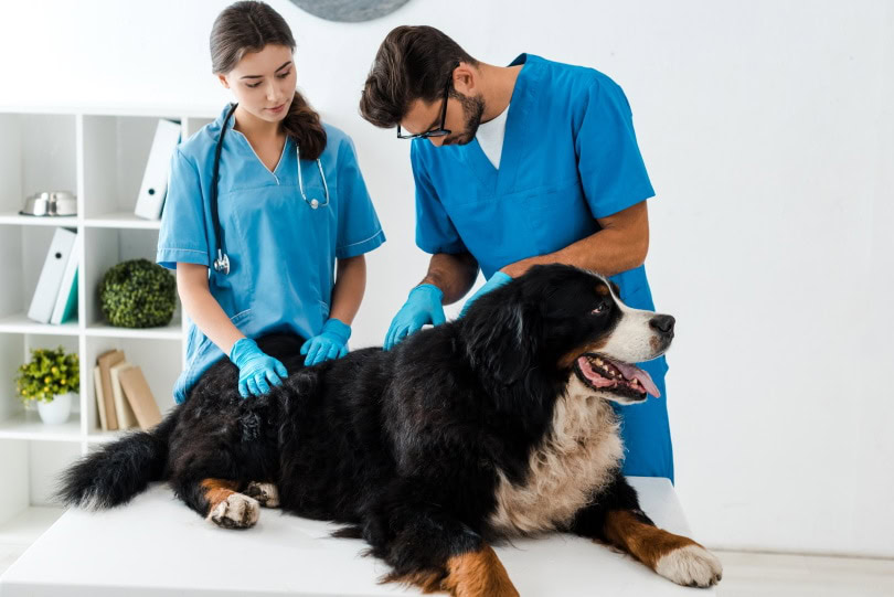 dog and vet._LightField Studios_Shutterstock