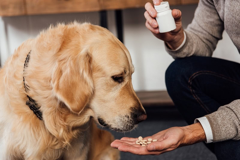 dog medicine_Shutterstock_LightField Studios