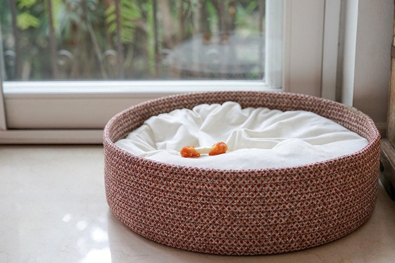 dog bed with dog bone snack