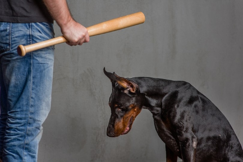 dog being abused by owner