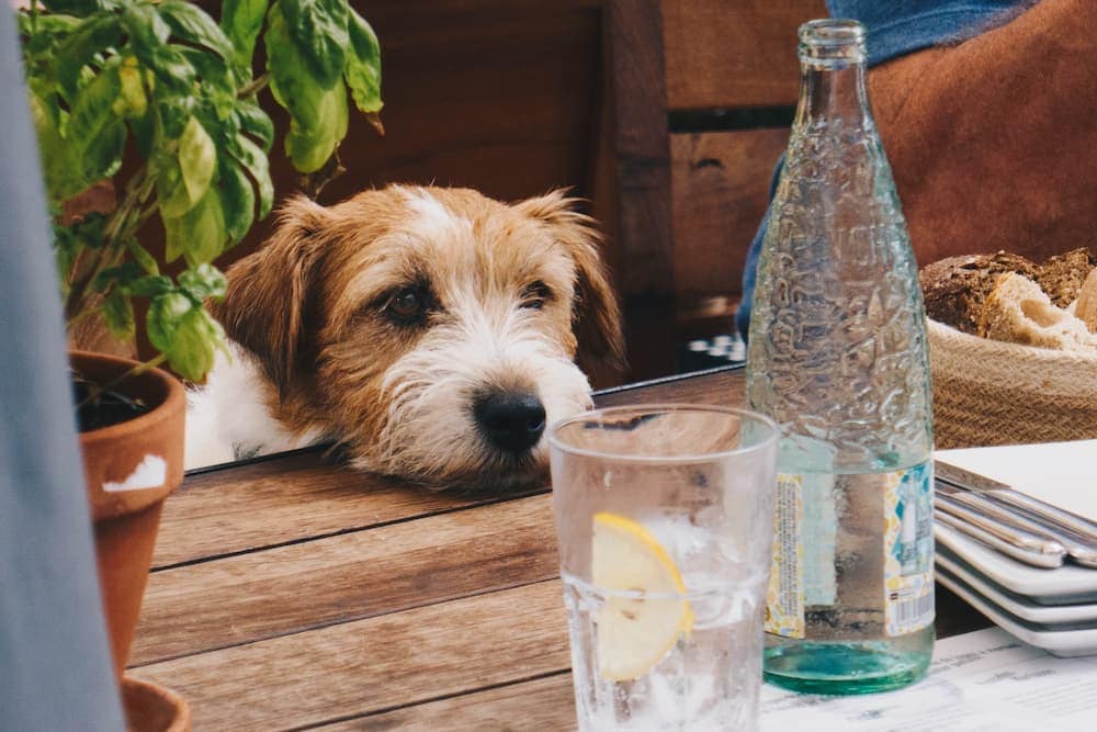 dog beside a wooden table