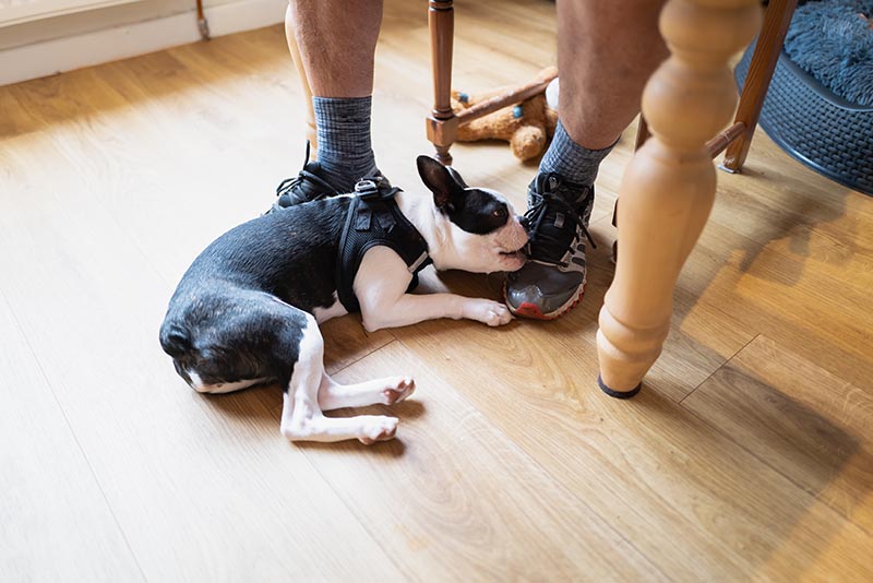 dog chewing owners shoes