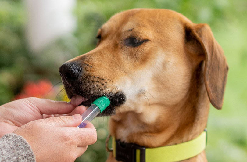 Embark Breed dog dna testing