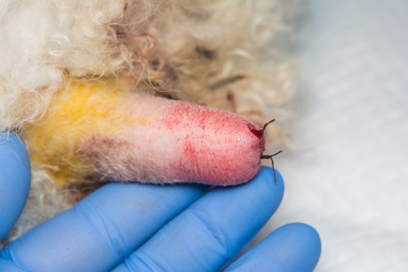 dog docking tail procedure