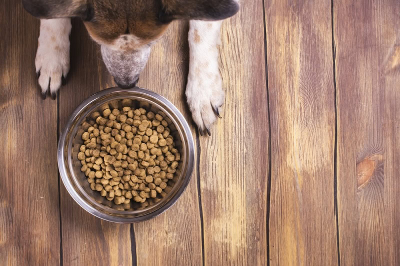 dog food_Shutterstock_Ekaterina Markelova