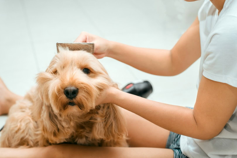dog grooming