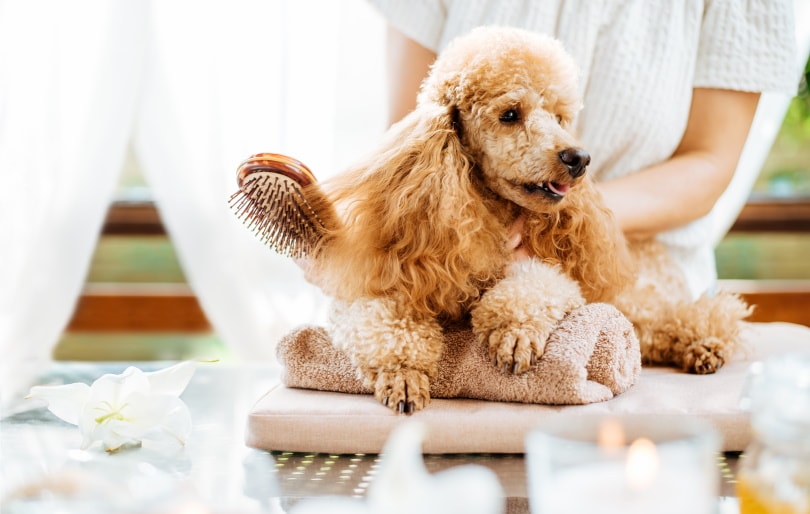 dog grooming