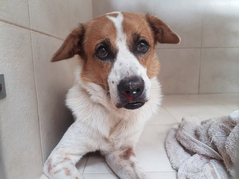 dog having blood in the nose