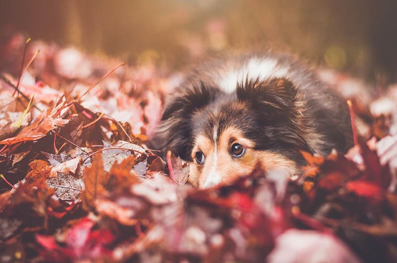 dog in a pile of leaves