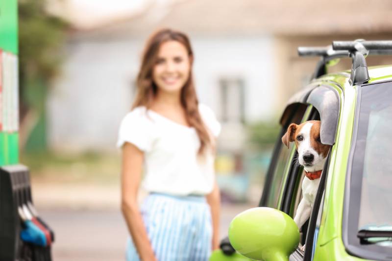 dog in car on petrol station with owner outside