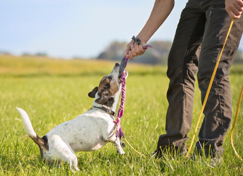 dog owner playing tug of war with his pet