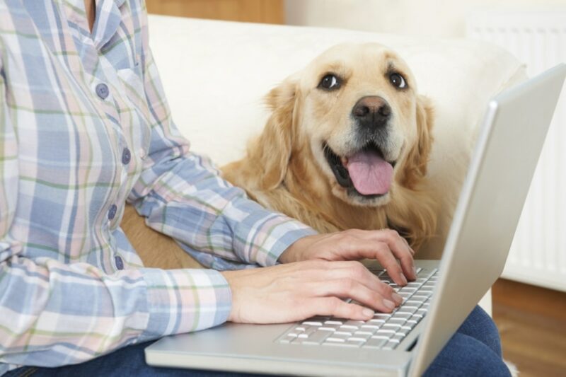 dog owner using laptop