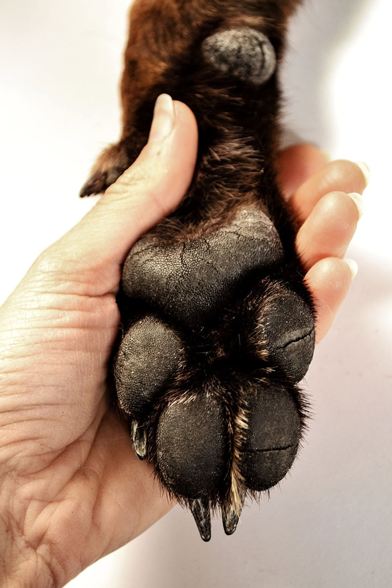 Dog paw pads with cracks