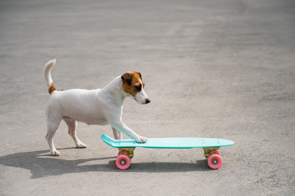 dog pawing on skate bord