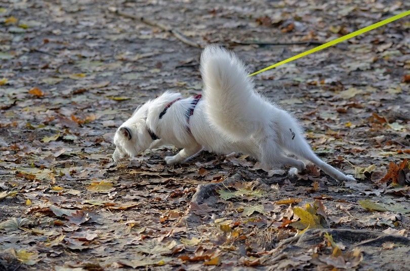dog pulling leash