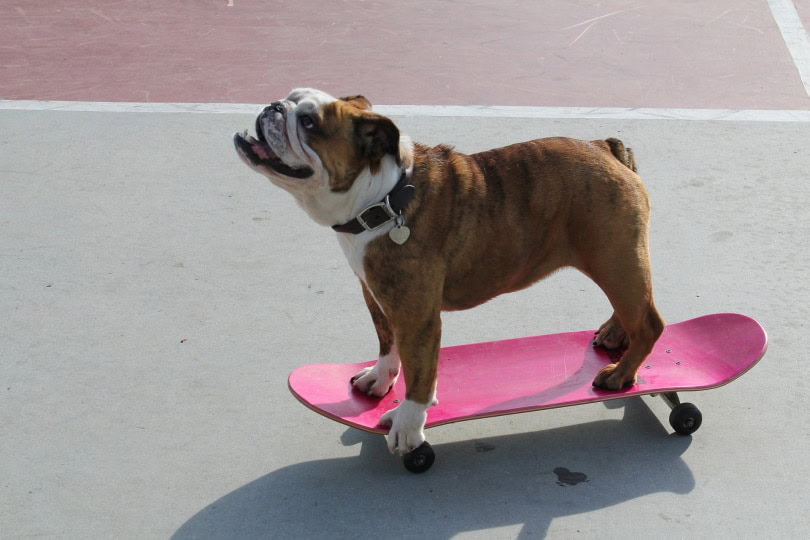 dog riding on skateboard-randy7
